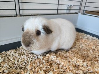 Morče (v rezervaci do 20.11.)