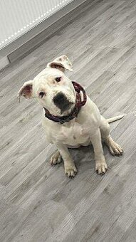 Štěně americký stafordšírský teriér s pp