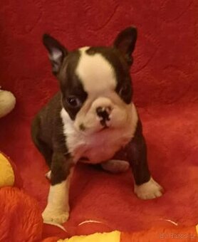 Boston,Bostonský teriér,Boston Terrier s PP - 1