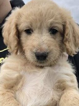 Goldendoodle F1.