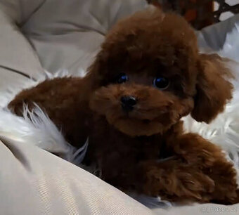 pudel teacup girl 6mes. 1.3kg