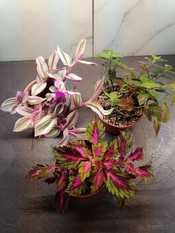 Pokojové rostliny 3ks