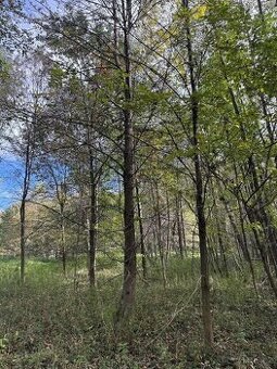 Prodám pozemky v k.ú. Záblatí u Bohumína 3 parcely - 1