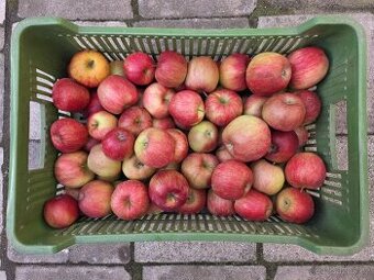 Jablka odrůda Angold