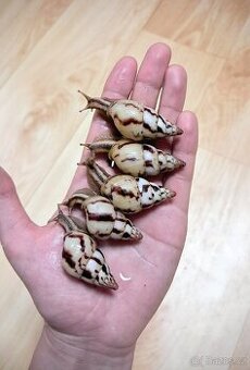 Limicolaria Agathina Nigeria - šnek