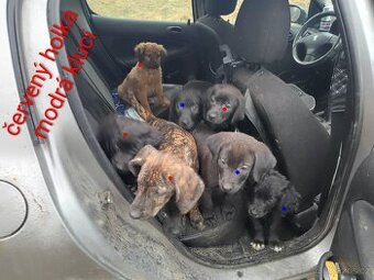 Poslední Vánoční štěňátka