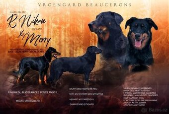 Beauceron s PP z Rokycan (CZ)
