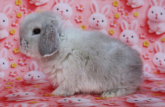 Zakrslí beránci NHD .