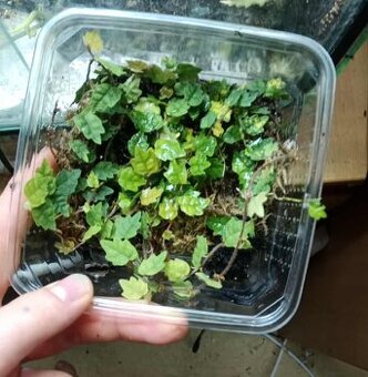 Ficus pumila var. quercifolia