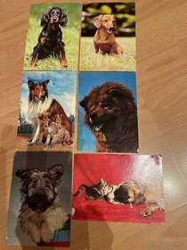 6 pohlednic se psy