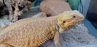 Agama s terariem - 1