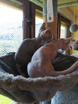 Sphynx koťátka
