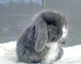 ❤️ luxusní minilop králíčci ❤️