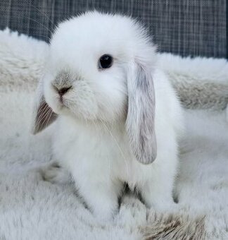 ❤️ luxusní minilop králíčci ❤️