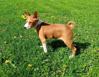 Basenji - prodám štěňata bez pp - 1