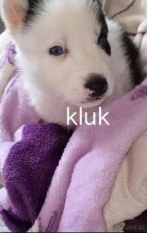 Húsky stěně