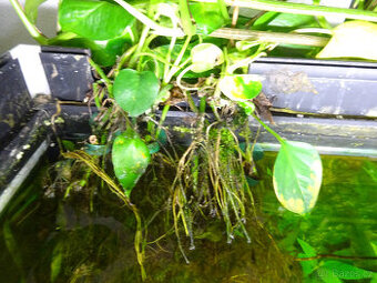 PRODÁM POTHOS (EPIPREMNUM AUREUM) - 1