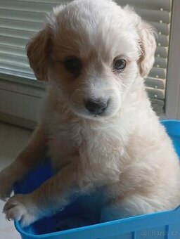 Maltipoo