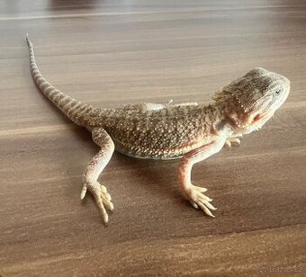 Agama vousata