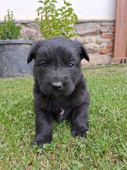 Štěňata křížence husky x labradora