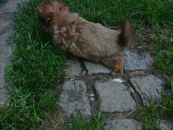 Shih-tzu, shi tzu, šicu