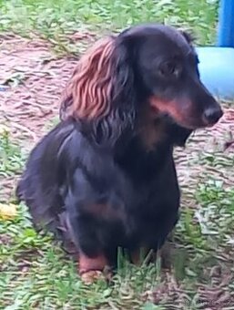 Jezevčík dlouhosrstý bez pp