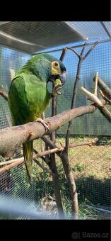 Ara marakana nepříbuzný pár