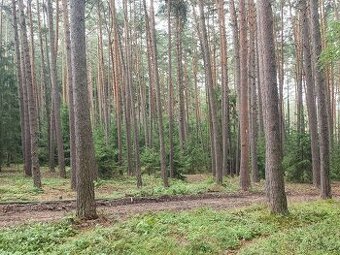 prodej lesa - 1