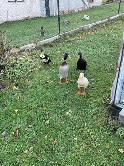 Indický Běžec-Český stavák