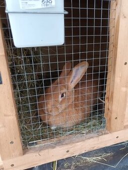 Burgundsky králík Mosty u Jablunkova