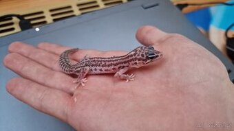 Mlade gekoncika nočního