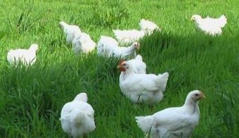 Domácí kuřata  a kachny
