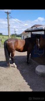 Darujeme koně
