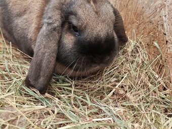 Zakrslý beránek durynský