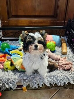 biewer jorkšírský terier