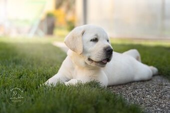 Labrador retriever  s rodokmeňom pôvodu