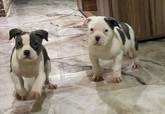 Americký stafordšírsky teriér