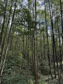 Prodám lesní pozemek v k.ú. Záblatí u Bohumína, p.č. 901/5 - 1