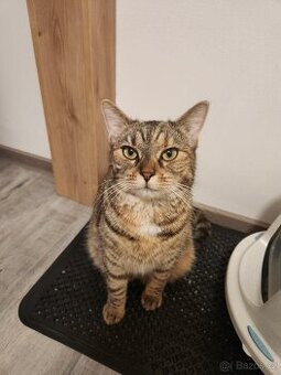 Daruji kočku do dobrých rukou, levně výbava