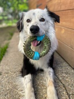 Cash - hledáme nový domov