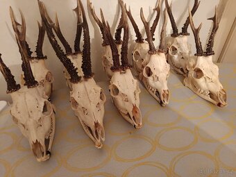 Srnčí lebky s parožím