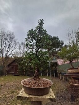 Bonsaj ,bonsai Japonska Azalka