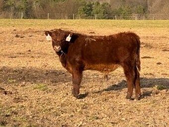 masná telata z EKO chovu