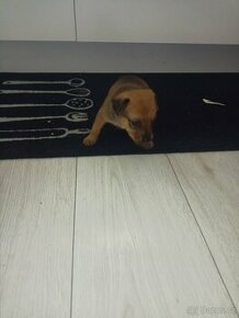 Prodám 2 měsíční štěně čivava