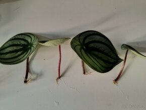 Peperomia 2 druhy Watermelon a Rana verde