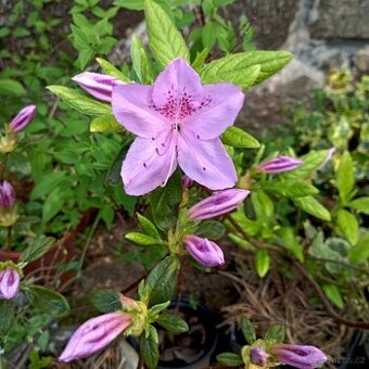 Rododendron, azalky, okrasné rostliny.