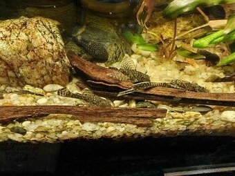 Ancistrus sp. Long fin (závojový) platí do smazání