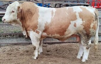 Světlý homozygot na jalovice