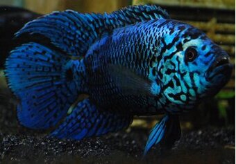 Rocio octofasciata Jack Dempsey Blue Electric - chovné ryby