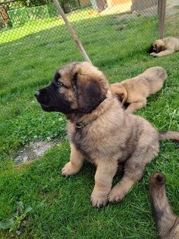 Leonberger